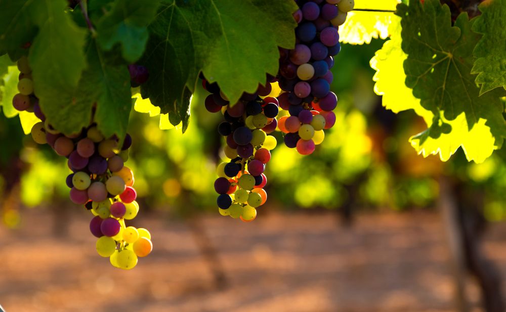 foto di foglie e grappoli d'uva dei vitigni di Tenute Venturini Foschi